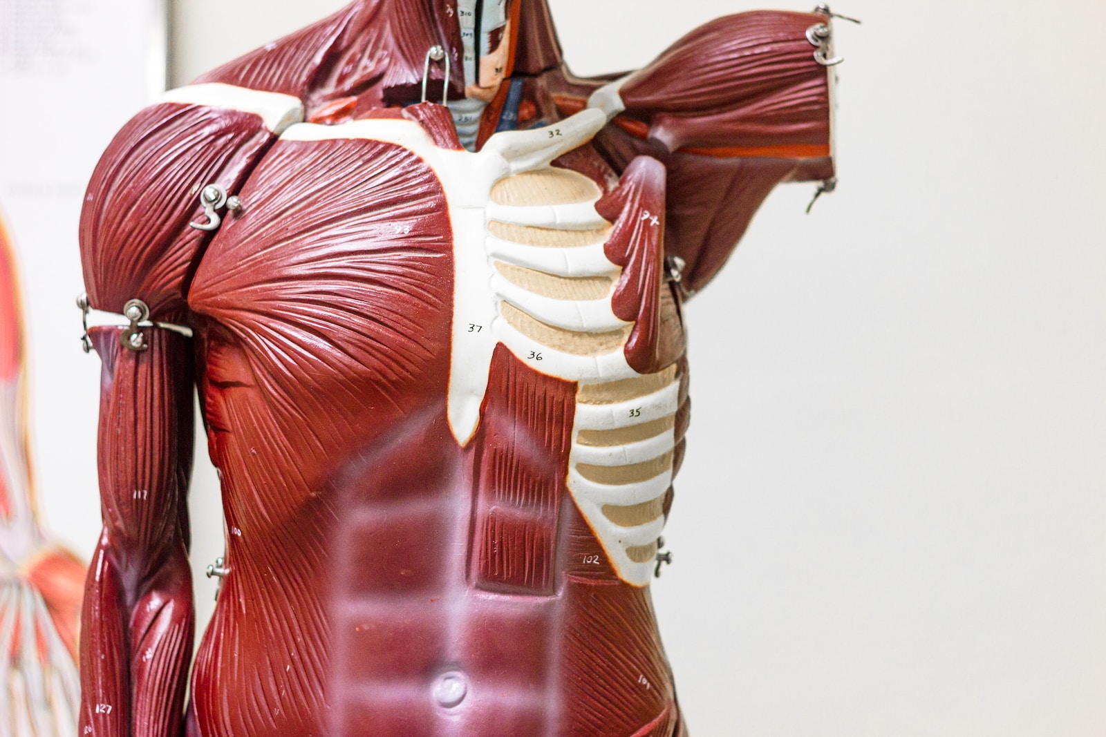 Anatomie – physiologie – pathologie